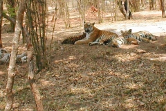 p3300147