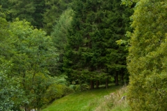 1sc_0317