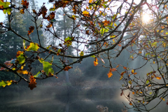 IMG_20201128_110308