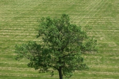 1ict0131