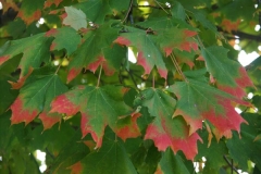 pict0025