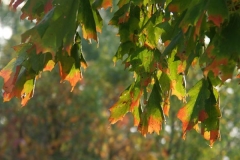 pict0027