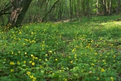 4ict0129