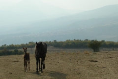 dscn0272