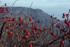 pict0207