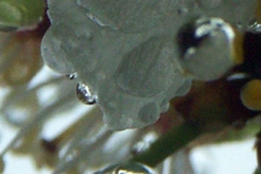 3ict0131