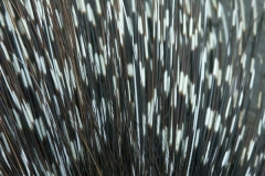 pict0078