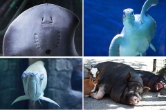 animals