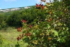 img_20190810_110135